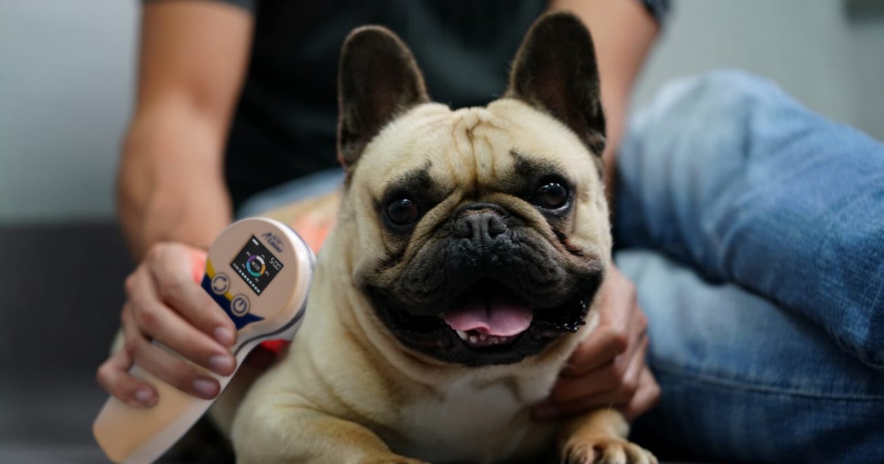 frenchie_mpl2_web