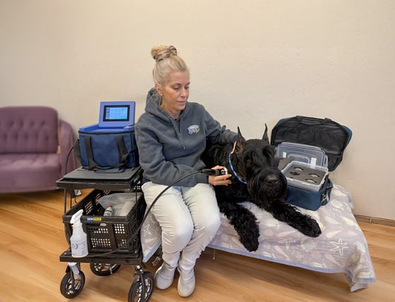 Dr. Deb Torraca treating a dog with the MPACTVet shockwave
